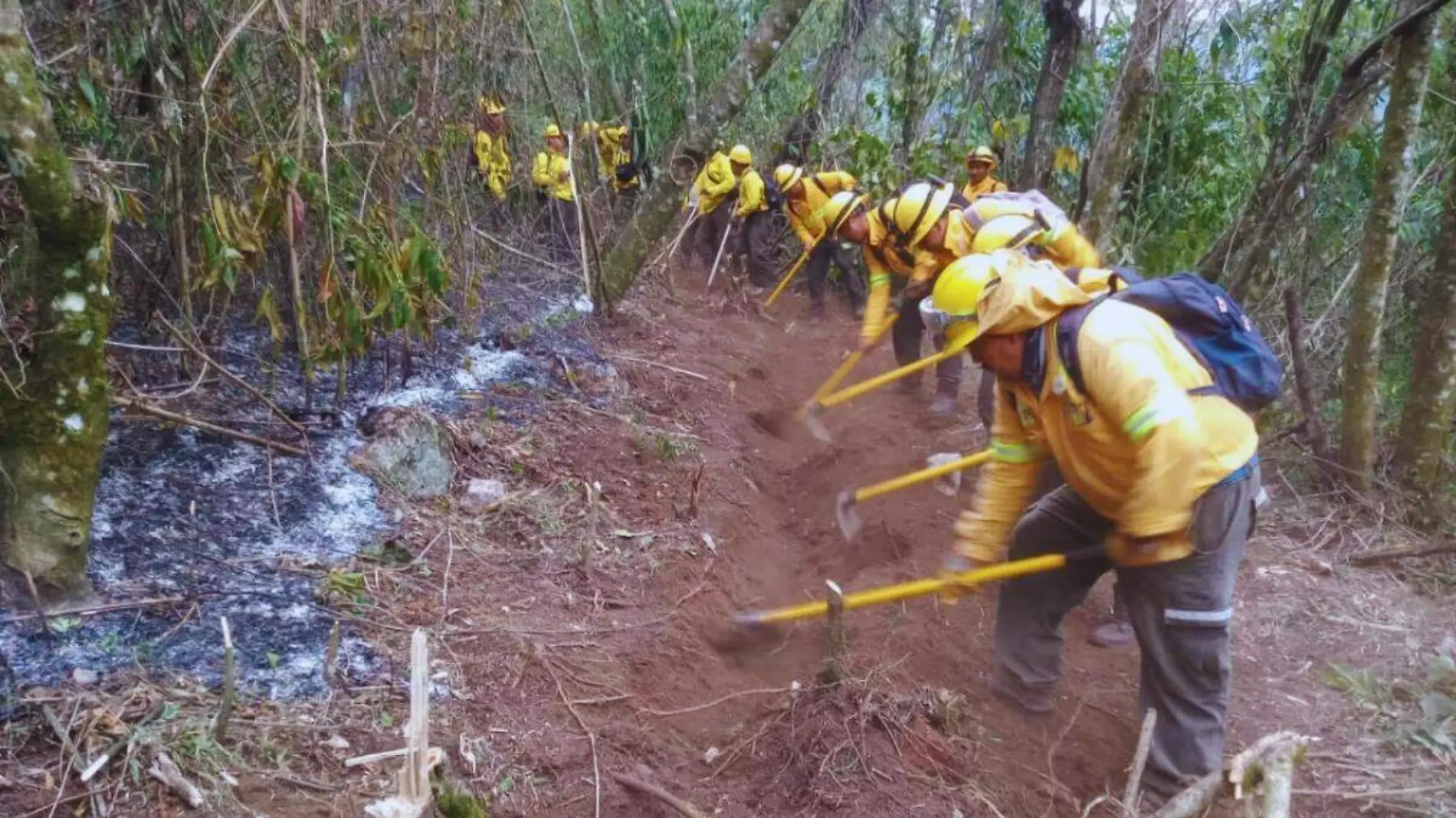 Hay nueve incendios forestales activos en Veracruz